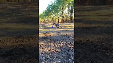 Watch and say, Glory be to God, who said that the donkey is stupid #lorraine #spoty #bbcbreakfast