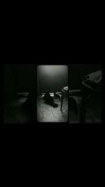 Los perritos y el gatito #tacuarembó #uruguay