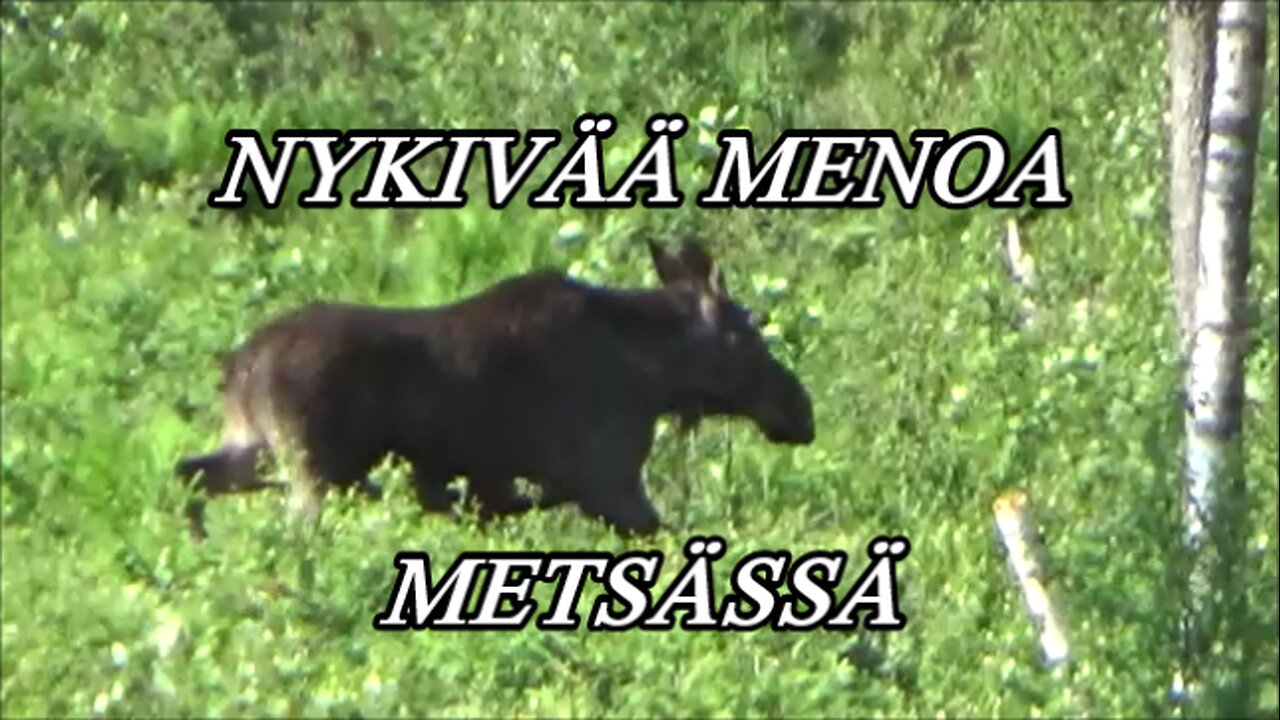 Nykivää menoa metsässä