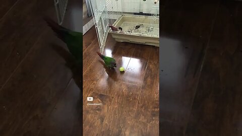 My bird eating a grape