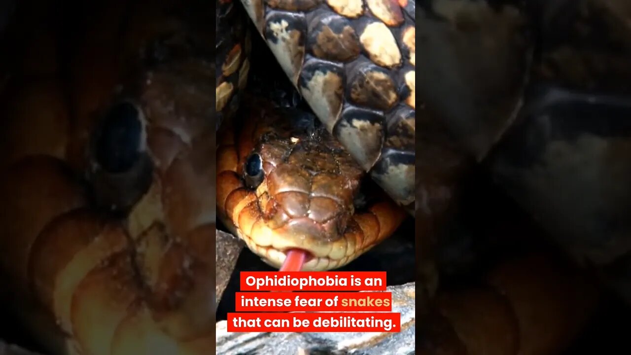 Ophidiophobia, Dear of snake #shorts #youtubeshorts #shortsfeed #phobia #snake #viral #didyouknow