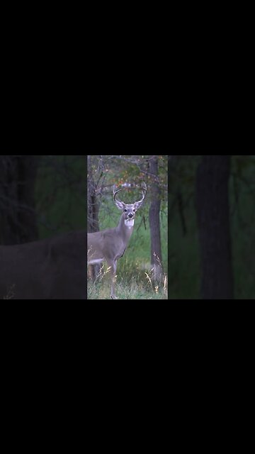 Bow Hunting in Wyoming #deer #deerhunting #shorts #biology #archery