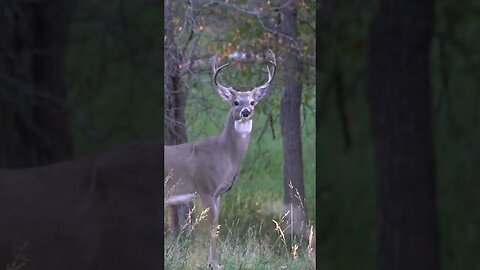 Bow Hunting in Wyoming #deer #deerhunting #shorts #biology #archery