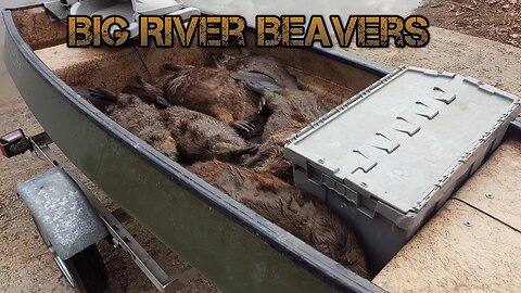 Big River Beavers