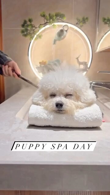 Dog at the spa 🤣😂😅