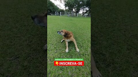 Esse Companheiro de todos os dias 🐕 #shorts #roça #animals #bicho #agro #haras #dog #pet #cachorro