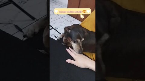 Como não amar? 🥰🐕