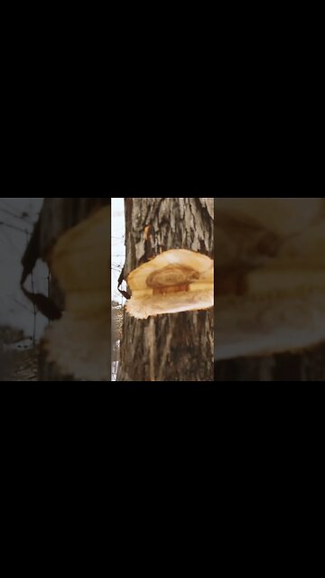 Creating Better Habitat By Opening Up The Canopy