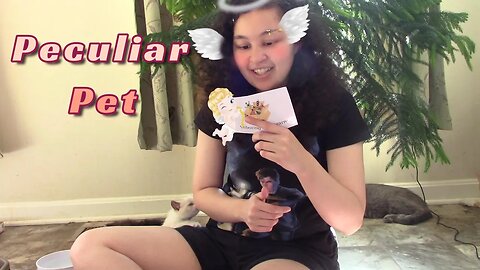 Peculiar Pet Unboxing February 2023 😻
