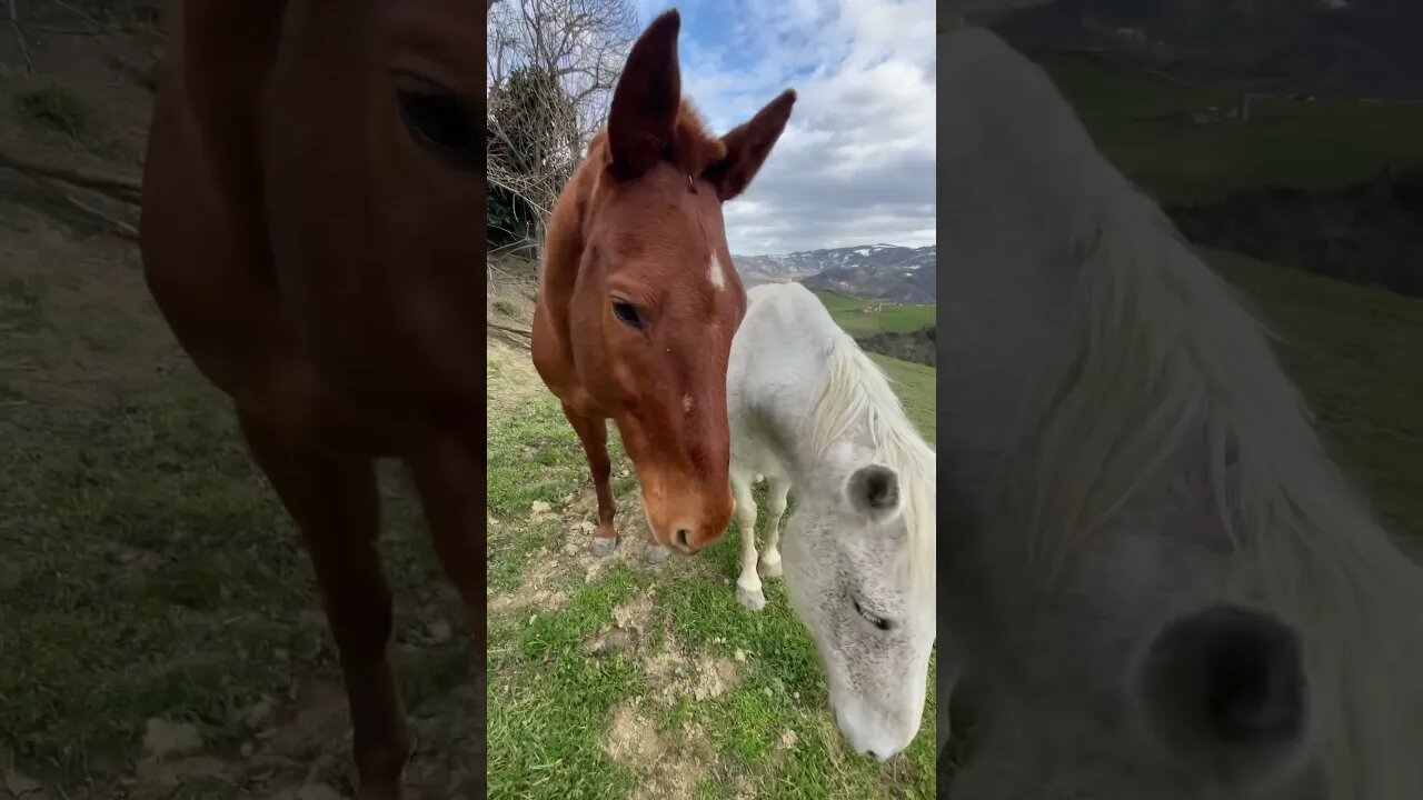 Horse get Jealous and bit his mate 🐴😈