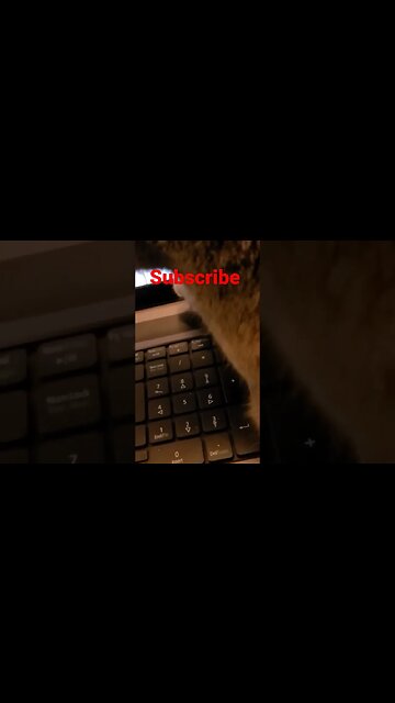 My cats favorite show #shorts