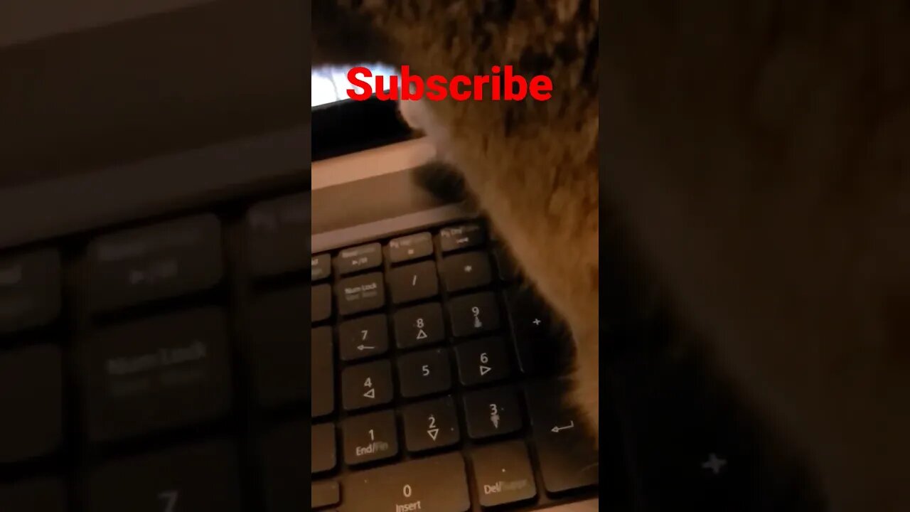 My cats favorite show #shorts