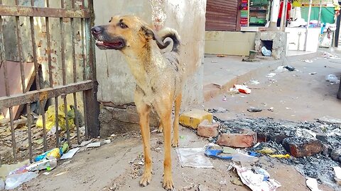 dog on the street in India