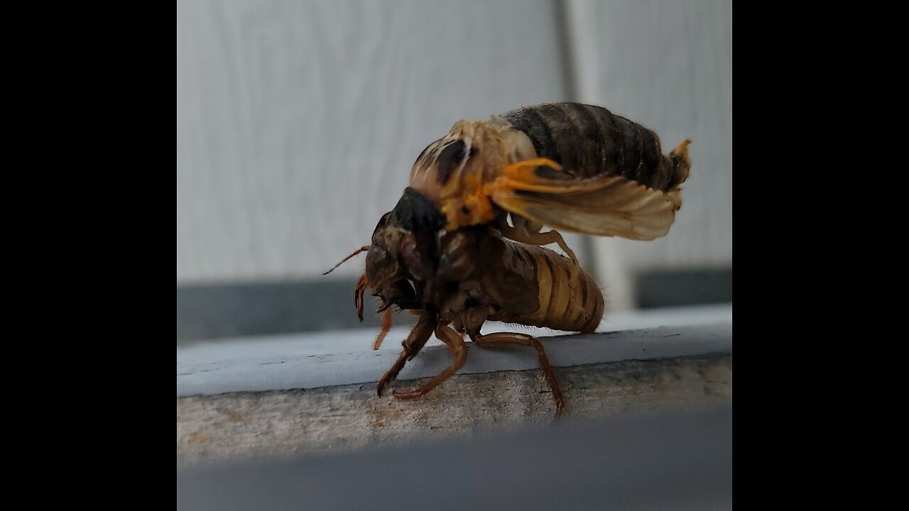 IT'S HAPPENING NOW! CICADA INVASION IN SOUTHWESTERN KENTUCKY