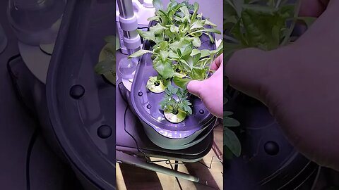 Checking in on the AeroGarden roots!