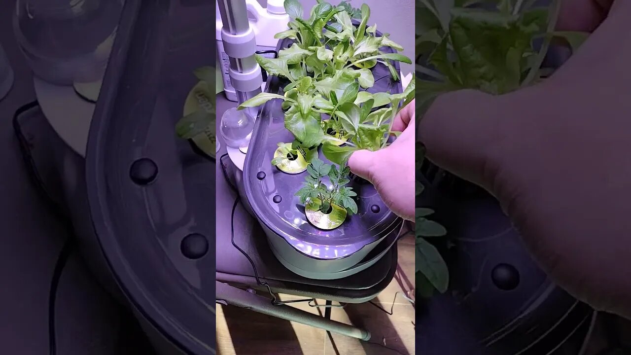 Checking in on the AeroGarden roots!