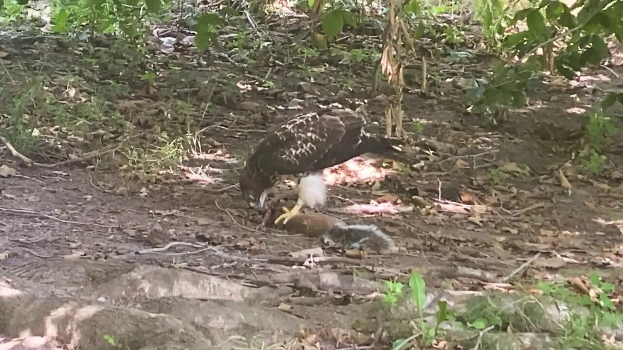 HAWK EATING SQUIRREL BRAIN in New York City * WILD MUKBANG *