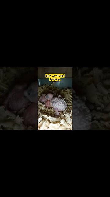 كوبل بادجي هوكو مع فراخها