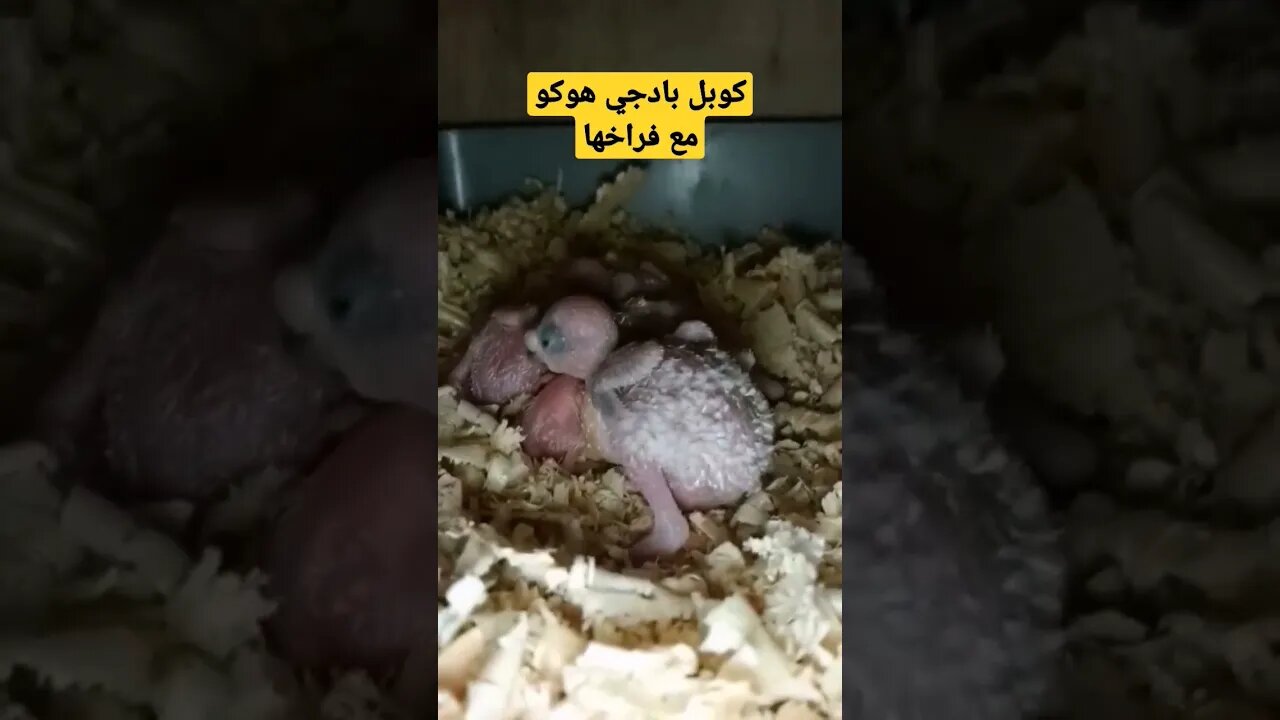 كوبل بادجي هوكو مع فراخها