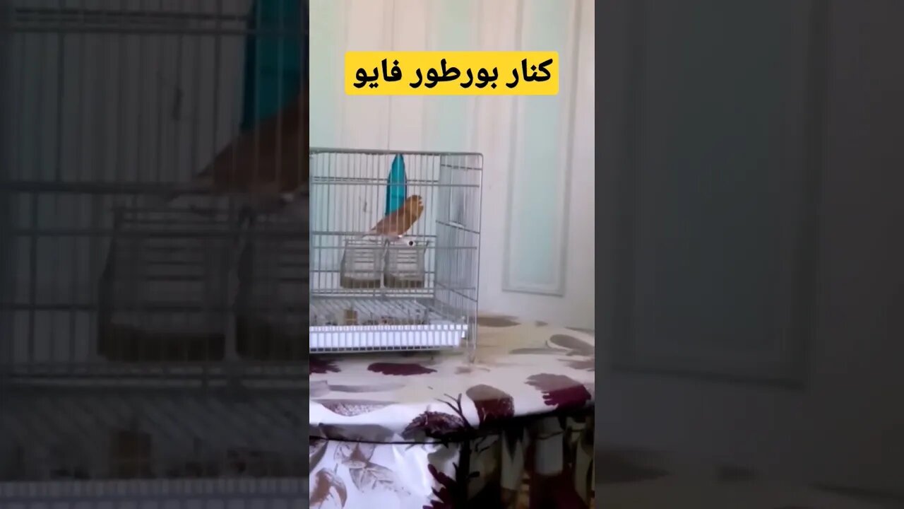 مسابقة أحسن طائر حسون بورطو فايو روعة