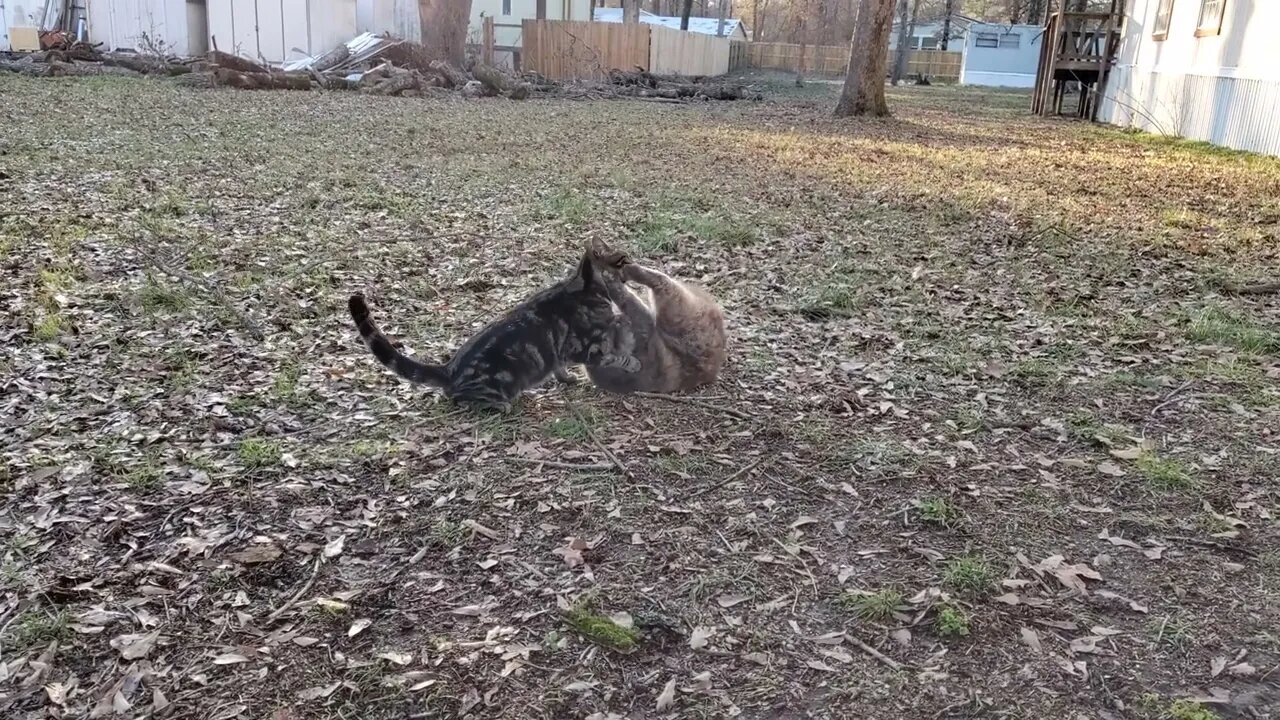 Wildewood Cat Colony Twinkie & Piper