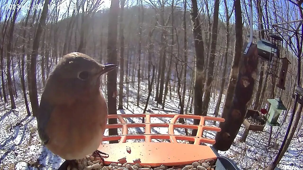 BirdKiss AI Smart Bird Feeder Video Example - Bluebirds