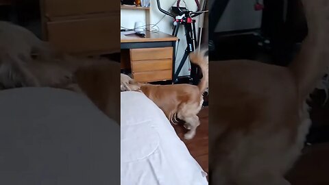 #dogshow , #animals , #dogs , #shorts