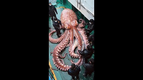 Giant Octopus