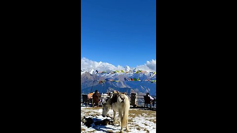 White horse on snow mountain