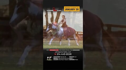"Blue Bell" - ⭐️𝐖𝐞𝐬𝐭𝐞𝐫𝐧 ALL STARS - 𝐘𝐄𝐋𝐋𝐎𝐖𝐒𝐓𝐎𝐍𝐄 𝐄𝐃𝐈𝐓𝐈𝐎𝐍⭐ Horsebid.com until JANUARY 30!
