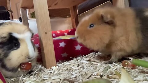 Guinea pigs Tibby and Svea enjoying their tomato