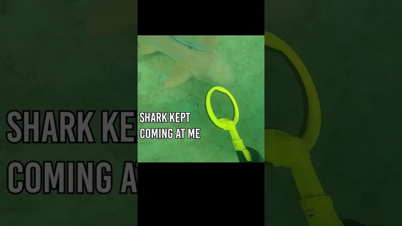 shark approaches me while treasure scuba diving