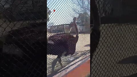 Big Birdy| Ostrich in the Zoo| Shutarmurgh| #shorts #animals #zoo