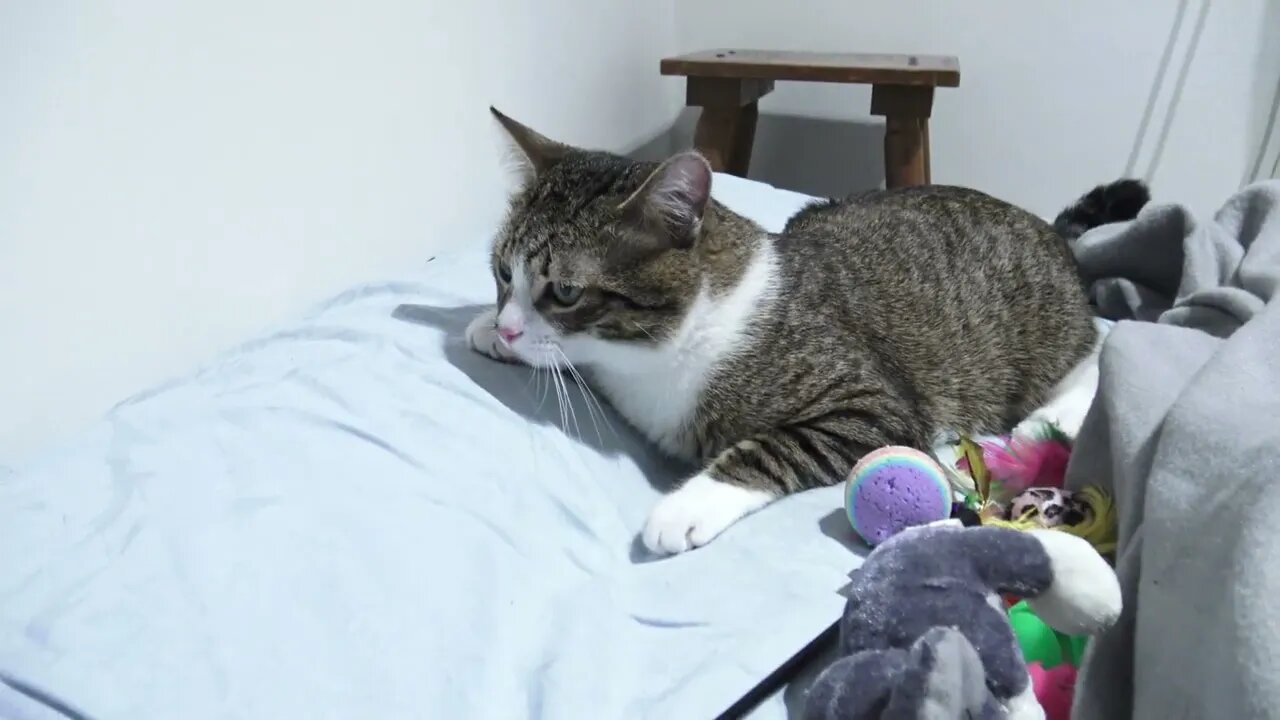 Cute Cat Jumps on the Bed to Catch the Toy