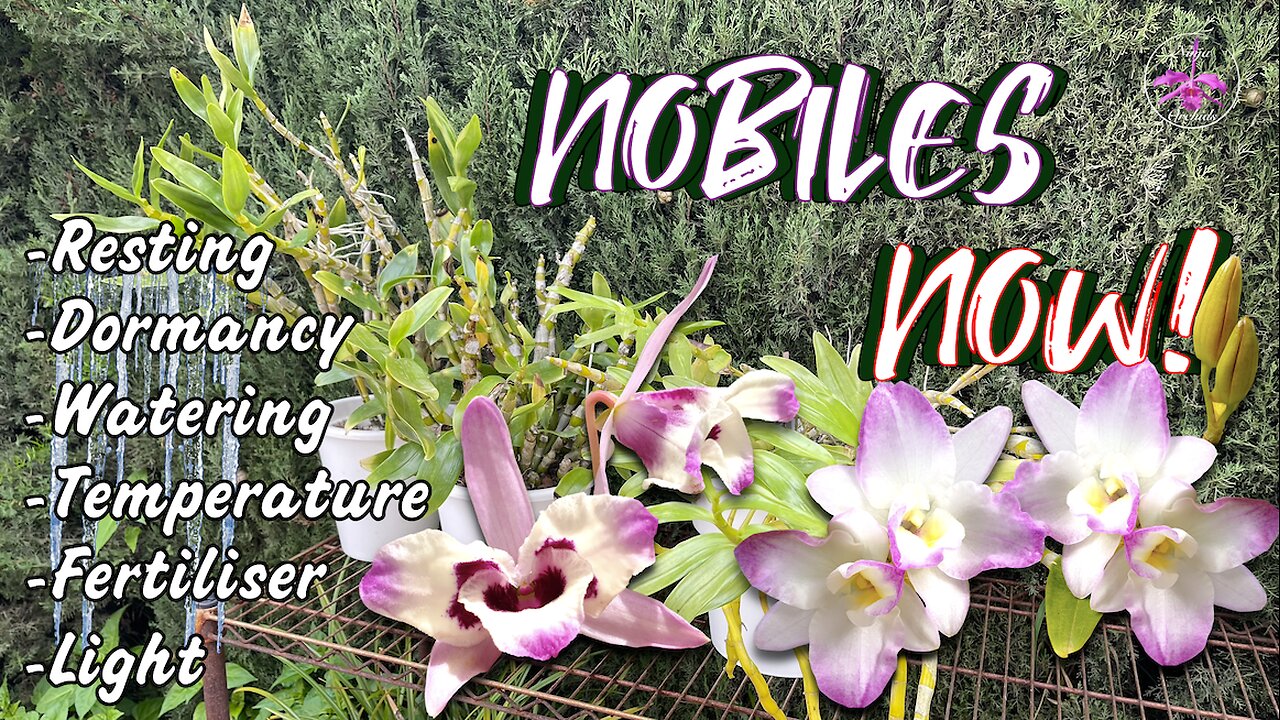 Dendrobium nobile Winter Care Top Tips Refresher Care Guide | Water | Fertilizer etc. #ninjaorchids