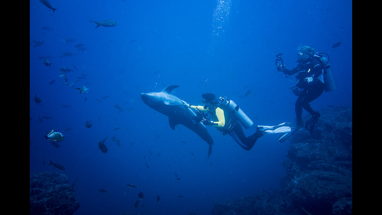 Dolphins play and interact with scuba divers at Socorro Island