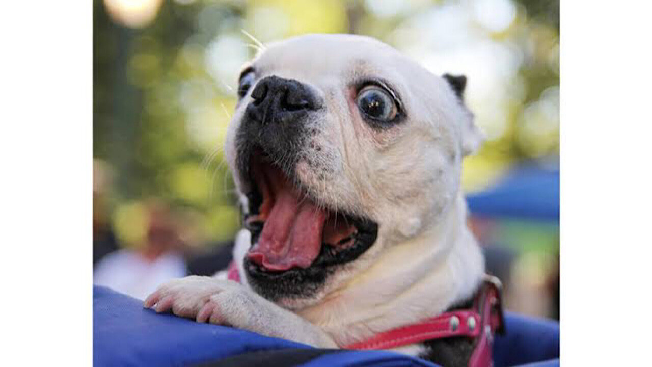 Watch till the End Funny Animals Cats and Dogs 🐶🐱 | Funny Animl video #Part 3