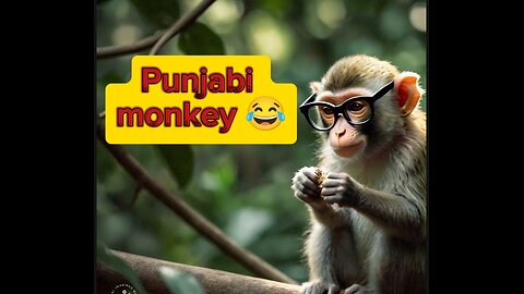 Punjabi monkey funny videos 😂😂