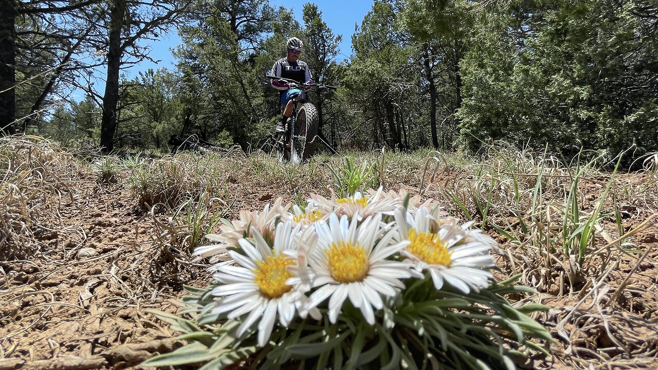 Oak Flats MtB & Horned Lizard