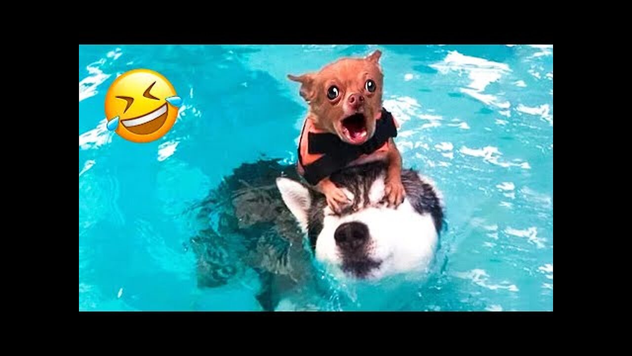 Funniest Animals 2023 - Try Not To Laugh