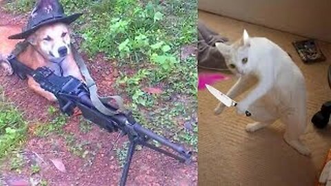 Funny dogs and cats 😍🐶😻 Funny animals
