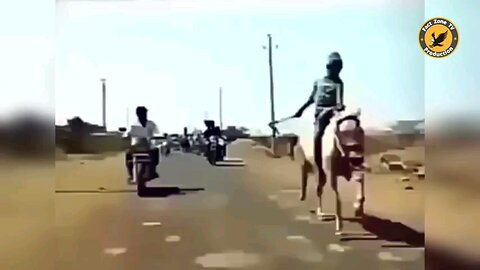 animal funny moments