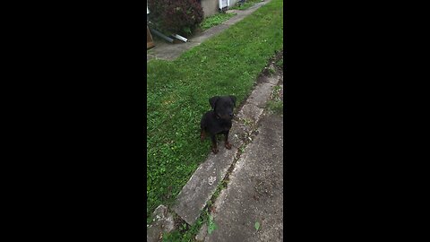 female pup
