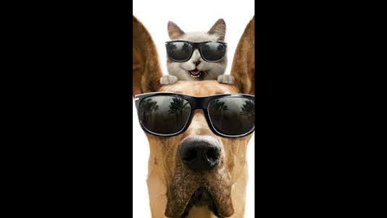 Funny animals dogs and cats