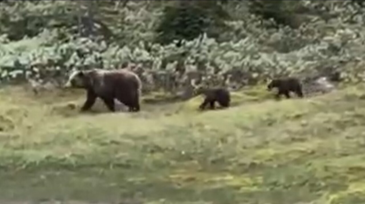 Mother Bear and her Cubs Walk By - Beautiful Grizzlies