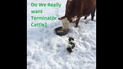 Do we really want “Terminator Cattle”?