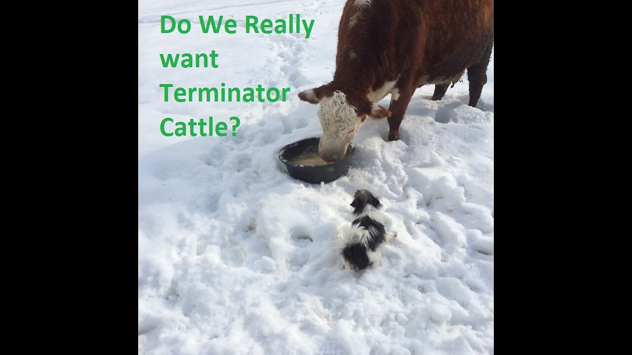 Do we really want “Terminator Cattle”?