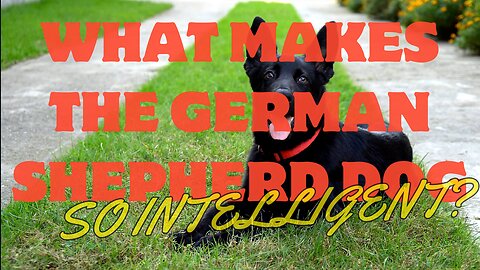 WHAT MAKES THE GERMAN SHEPHERD DOG SO INTELLIGENT?