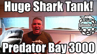 Huge Saltwater Shark Aquarium in My House! 3000 Gallon DIY Shark, Ray & Marine Predator Tank.