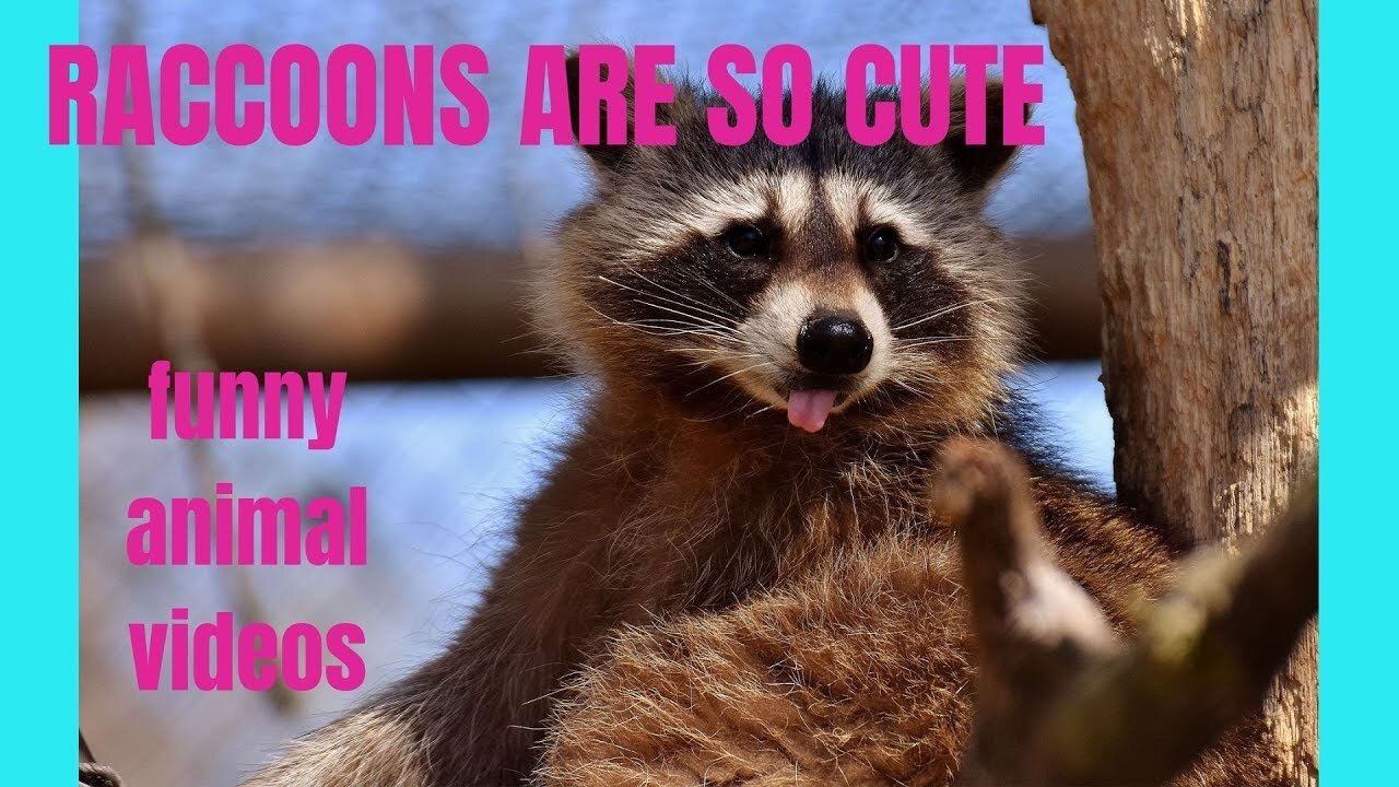 Racoon Funny 🤣 Compilation 🎞️ HD | Try not to laugh | Funny Pets Videos